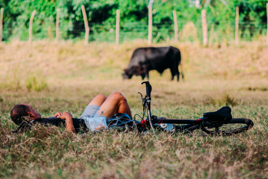 A cyclist relaxes in a field in one of Havana's parks next to grazing cattle