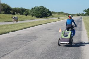 Céline está pedaleando en la carretera con su perro Scotty detrás en el trailer de la bicicleta y está viendo una vaca en el camino