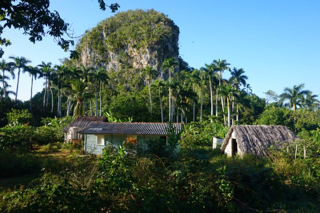 Paisaje de Viñales: Casas de campesinos rodeadas de palmas y arbustos y al fondo se ve un mogote. En bici por Cuba.