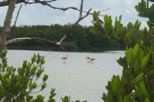 En la imagen la Ciénaga de Zapata,mangles, flamencos